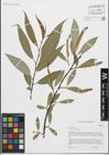 Foto von Salix fragilis L.